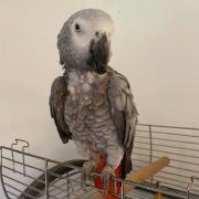 Woman 'absolutely devastated' after burglars stole her pet parrot