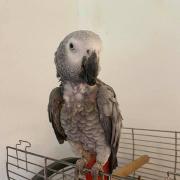 Woman 'absolutely devastated' after burglars stole her parrot
