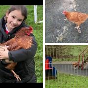 Runaway chicken was 'rescued' by 7-year-old and gets new owner