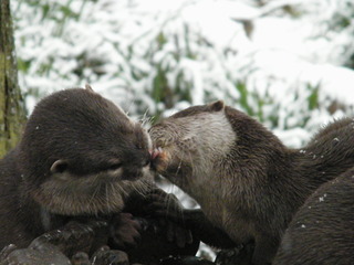 Otters find the snow romantic at Cotswold Wildlife Park