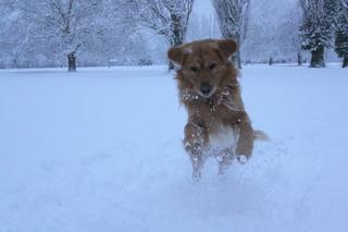 Mark Ealey's dog enjoys the snow in Abingdon