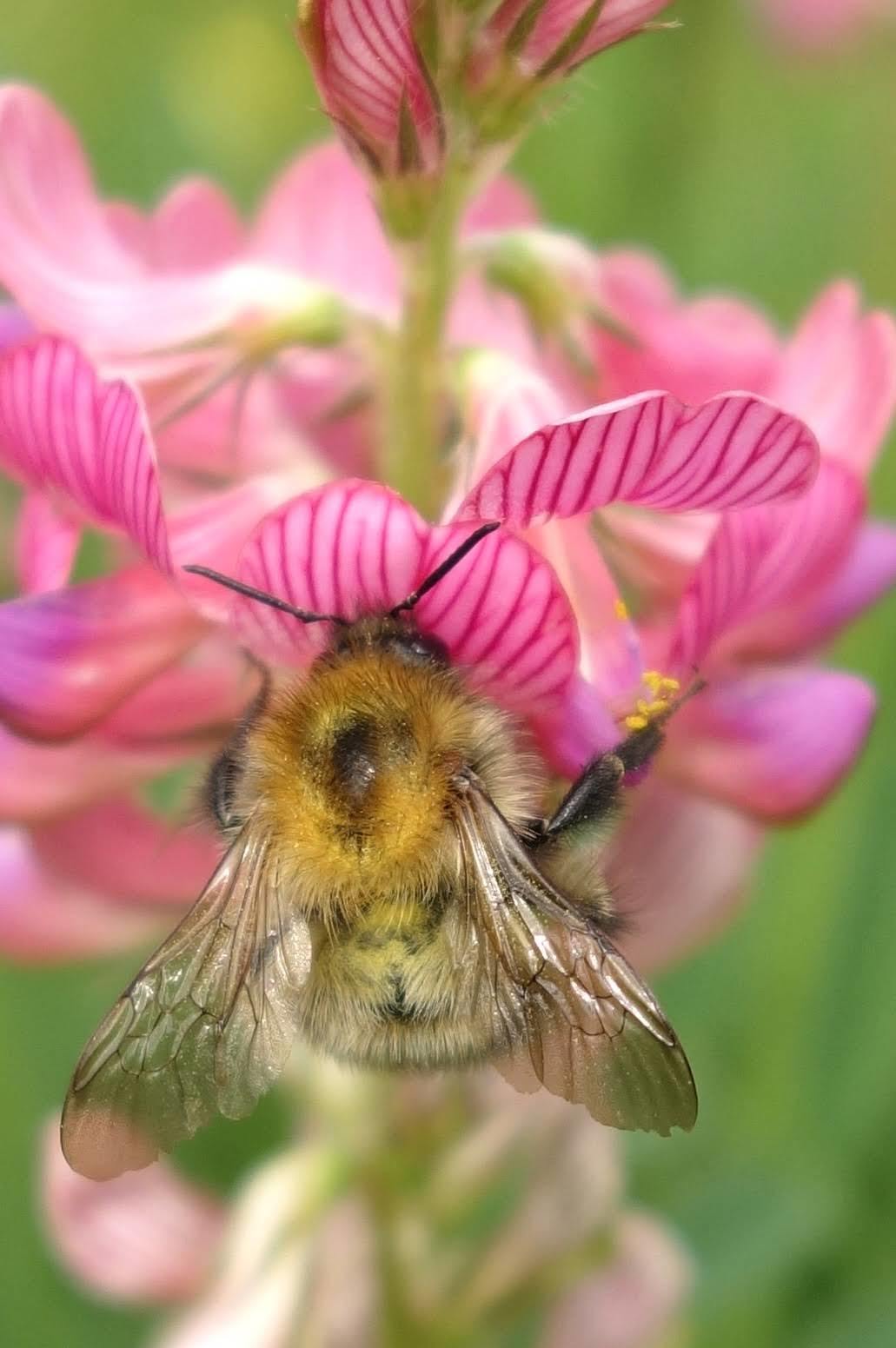Bee on sainfoin (Chilswell) Pic: Ed Munday