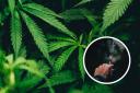 REVEALED: 200,000 new cannabis users expected in Thames Valley if drug legalised. Picture: Unsplash
