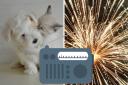 FIREWORKS: Special radio programme for pets on fireworks night