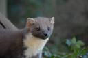 Close up of a Pine Marten face on