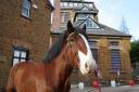 Balmoral, Hook Norton Brewery's new shire horse