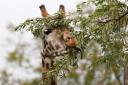 Endangered Rothchild’s giraffe Sifa settles into his new home in Blair Drummond Safari and Adventure Park, near Stirling, after travellilng from Dublin Zoo, becoming the first male giraffe to call the park home in a decade. (Andrew Milligan/PA)