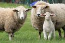 Those found guilty of livestock worrying may face a maximum fine of £1,000