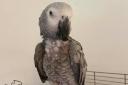 Woman 'absolutely devastated' after burglars stole her parrot