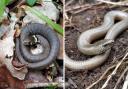 The Wildlife Trust has revealed the types of snakes that live in the UK