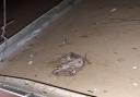 A dead mouse in a food storage area