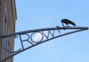 Bicester Crow removing the gilded N from a sign