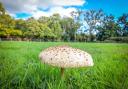 Fungi on BBOWT land