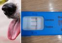 A drugs test was conducted after police saw someone driving down the road with a 'large dog' on their lap Picture: Pexels/Thames Valley Police