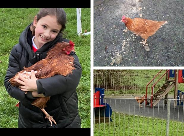 Runaway chicken was 'rescued' by 7-year-old and gets new owner