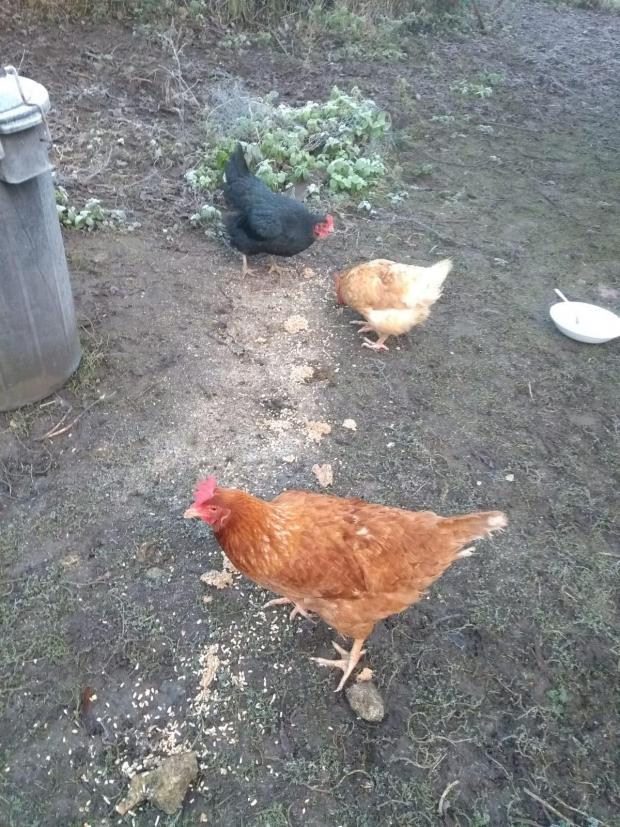 Bicester Advertiser: Chicken at its new home
