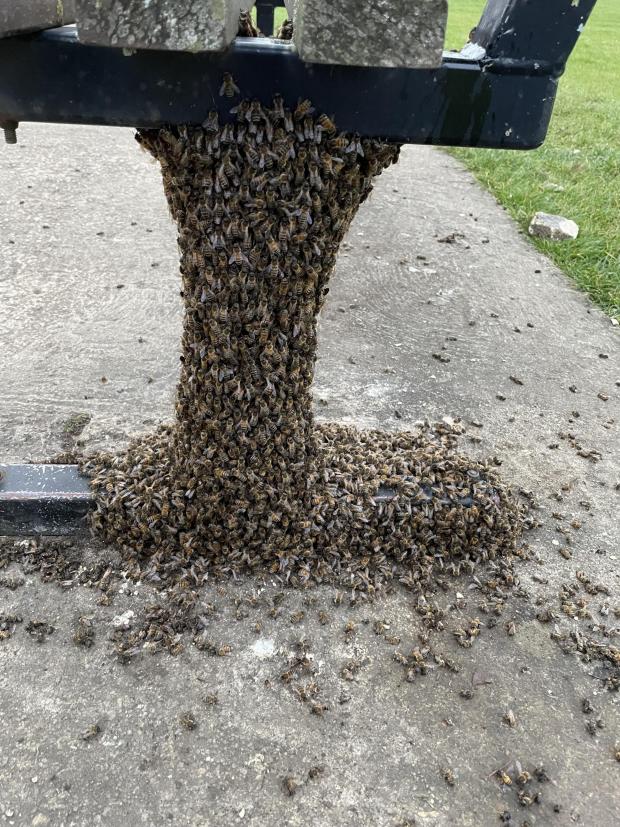 Bicester Advertiser: Swarm of bees spotted on park bench in Witney.