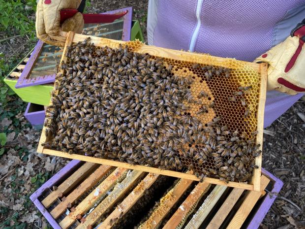 Bicester Advertiser: A tray of busy bees in Kate Newman's apiary. 