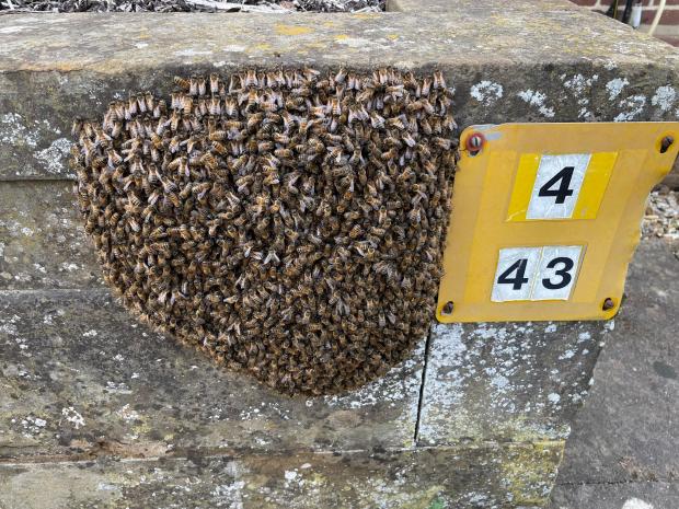 Bicester Advertiser: Bee swarm at Cherwell Business Village.