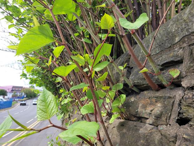 Bicester Advertiser: An example of Japanese knotweed. Picture: Environet UK