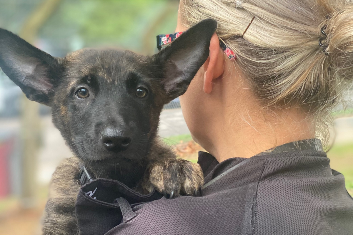 Meet Thames Valley Police's cutest new recruit | Bicester Advertiser - Vimarsana News