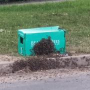Bees swarming the collection box