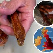 RSPCA warning of snake escapes during hot weather. Pictures: RSPCA/Met Office