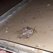 A dead mouse in a food storage area