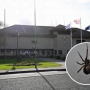 HMP Bullingdon and inset false widow spider