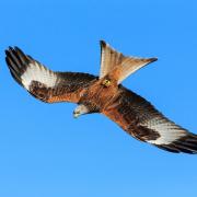 Wildlife enthusiasts will get the chance to spot birds such as the red kite flying high this National Nature Reserves Week
