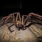 All spiders can bite – that’s how most subdue and kill their prey.