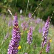 Wildlife Trust urges councillors to pledge their efforts to enhance nature