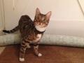 Bicester Advertiser: missing cat missing cat