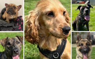 5 dogs looking for forever homes. Credit: Oxfordshire Animal Sanctuary