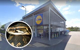 Snake allegedly spotted being carried around in Lidl store