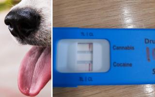 A drugs test was conducted after police saw someone driving down the road with a 'large dog' on their lap Picture: Pexels/Thames Valley Police