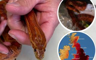 RSPCA warning of snake escapes during hot weather. Pictures: RSPCA/Met Office