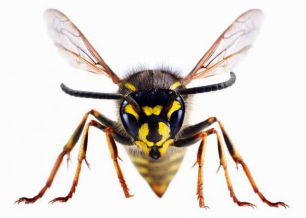 Bicester Advertiser: A wasp